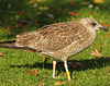 2cy intermedius in October, ringed in Norway. (97235 bytes)